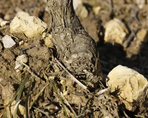 DIASHOW KIRCHBERG _5