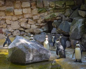 Porzelt_diashow_Landauer Zoo