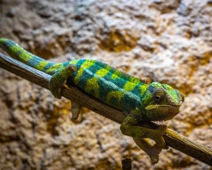 Porzelt_diashow_Reptilium in Landau