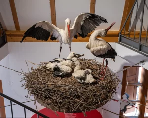 Porzelt_diashow_Rheinland-Pfälzisches Storchenzentrum in Bornheim