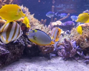 Porzelt_diashow_SeaLife in Speyer