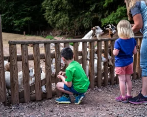 Porzelt_diashow_Tierische Begegnungen im Wild- und Wanderpark Silz