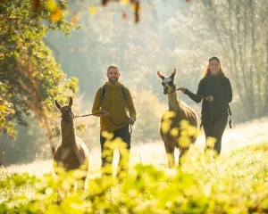 Porzelt_diashow_Wandern mit Lamas um Annweiler am Trifels