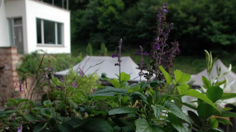 Weingut_Porzelt_Gaestehaus_Aussicht8