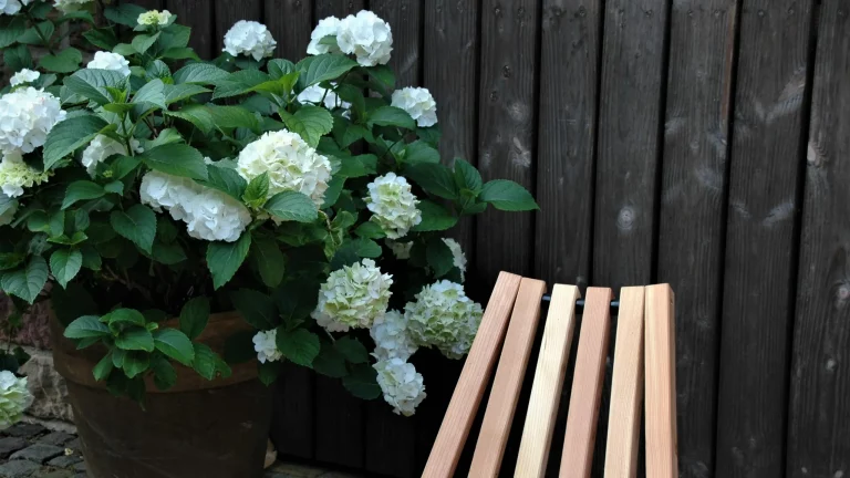 Weingut_Porzelt_Gaestehaus_Blume_Weiss2-1