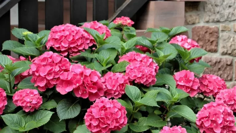 Weingut_Porzelt_Gaestehaus_Blumen_Pink_3-1