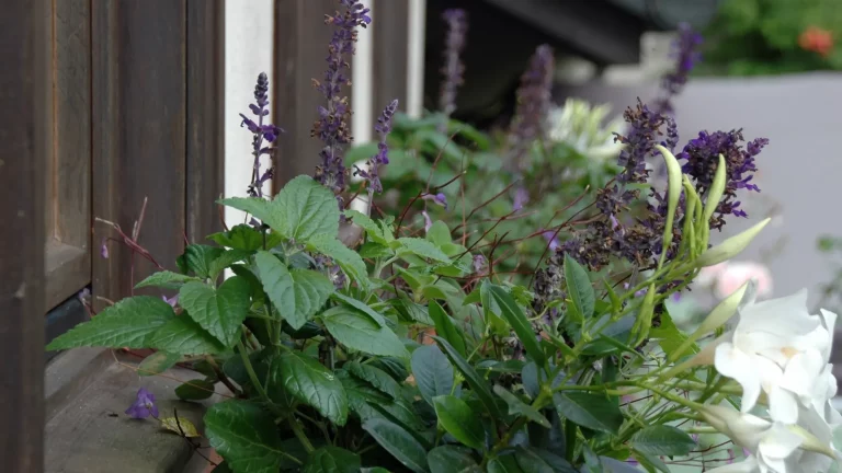 Weingut_Porzelt_Gaestehaus_Fensterbrett11